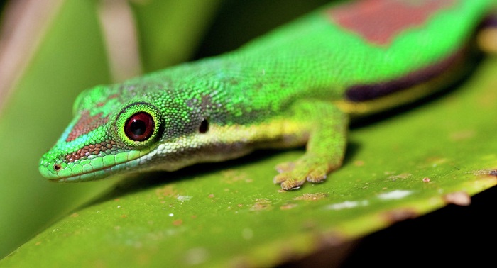 Des lézards de 99 millions d`années: clés d`un écosystème perdu
